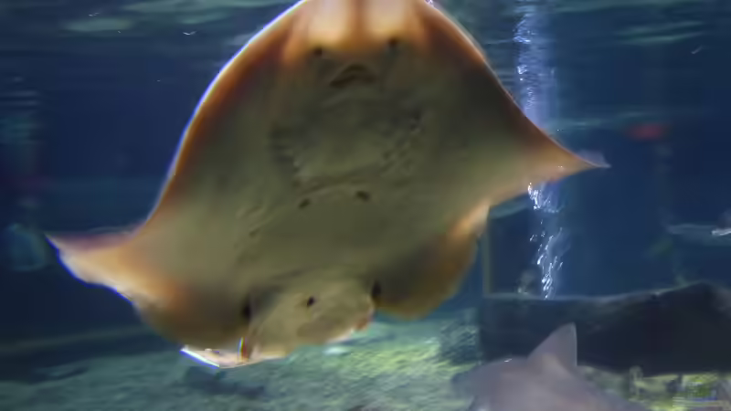 Blog: Das Konzept der Sealife-Aquarien: Ein Einblick (6389)
