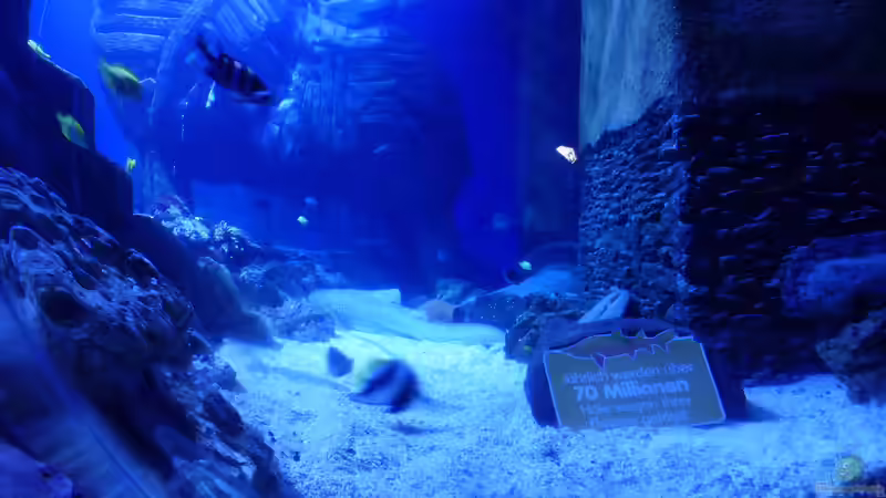 Blog: Das Konzept der Sealife-Aquarien: Ein Einblick (6389)