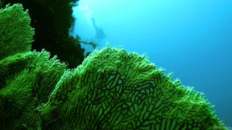 Blog: Das Korallendreieck - Eine bedrohte Unterwasserlandschaft (6478)