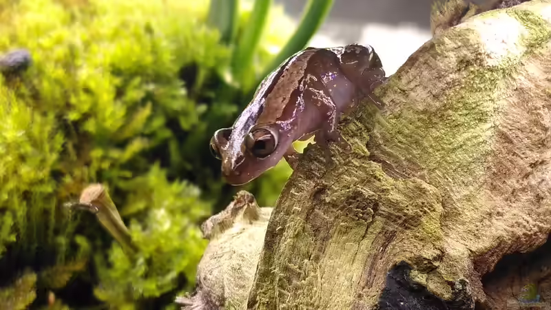 Blog: Das macht Bananenfrösche zu beliebten Terrarientieren (7589)