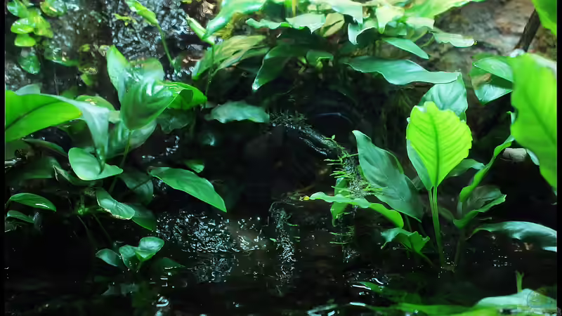 Blog: Das Riparium,ein kleiner Ausschnitt der Natur ! (4823)