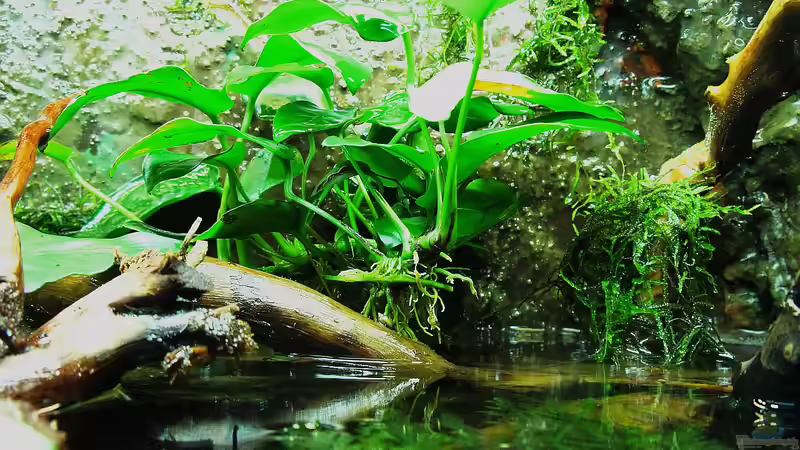 Blog: Das Riparium,ein kleiner Ausschnitt der Natur ! (4823)