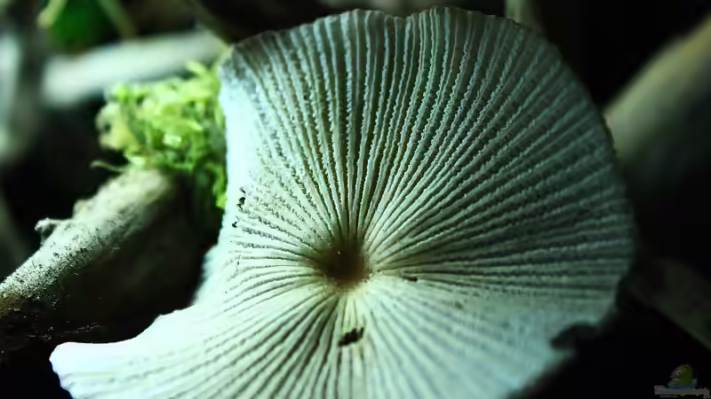 Blog: Das Riparium,ein kleiner Ausschnitt der Natur ! (4823)