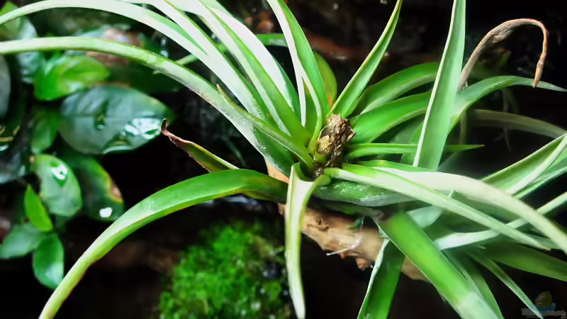 Blog: Das Riparium,ein kleiner Ausschnitt der Natur ! (4823)