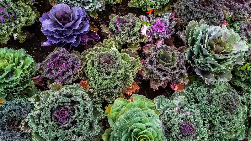 Blog: Das sind die 10 gesündesten Gemüsesorten für deinen Garten (7066)