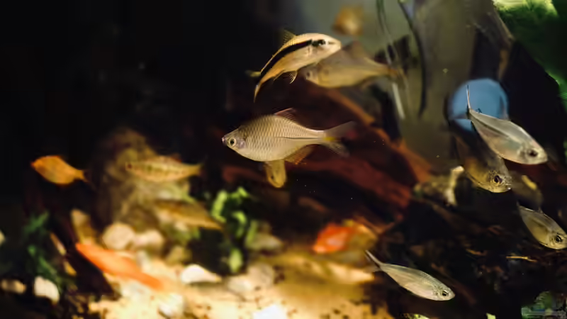 Blog: Das sind die 10 häufigsten Fehler bei der Vergesellschaftung von Aquarienfischen (8003)