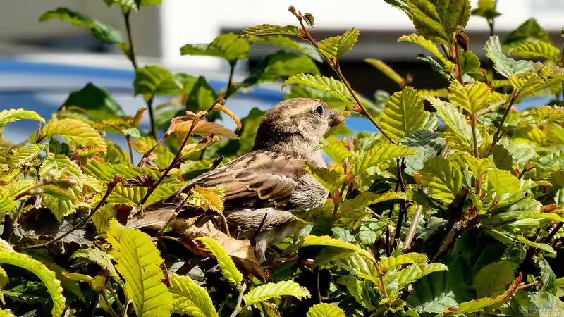 Blog: Das sind die beliebtesten Heckenpflanzen bei deutschen Gartenliebhabern (7006)