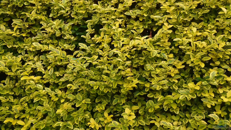 Blog: Das sind die beliebtesten Heckenpflanzen bei deutschen Gartenliebhabern (7006)