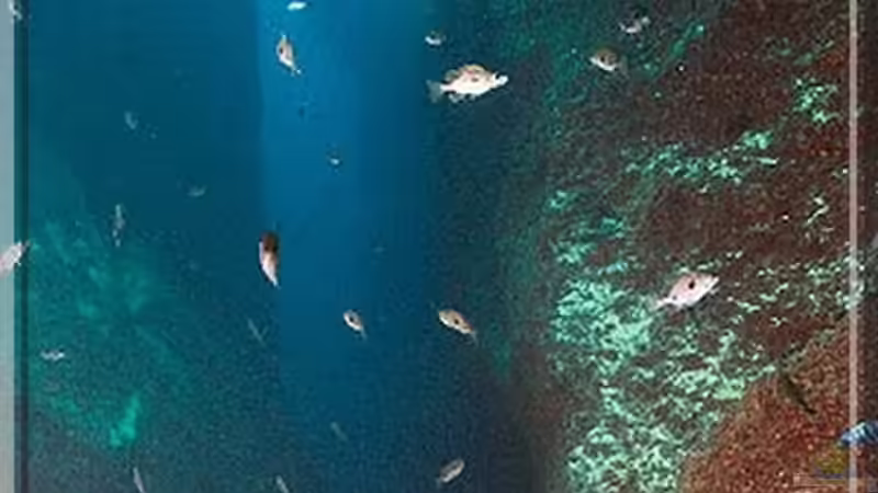 Blog: Das TAIWAN REEF im Malawisee (3655)