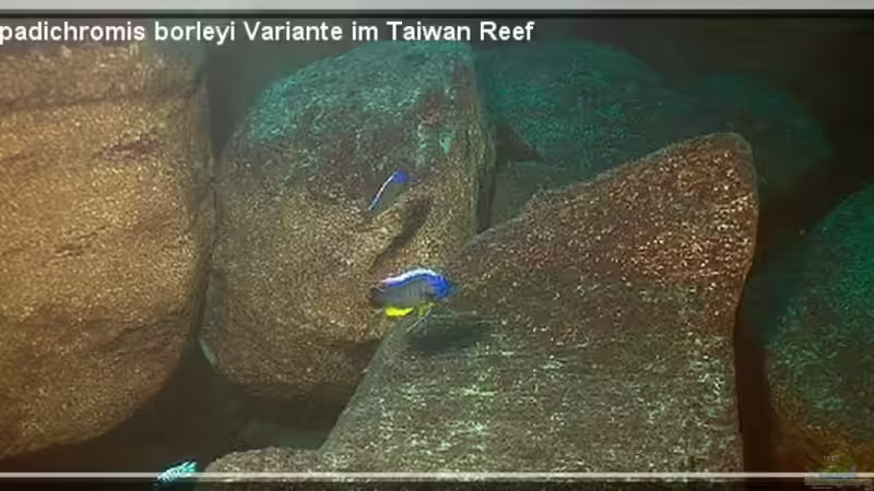 Blog: Das TAIWAN REEF im Malawisee (3655)