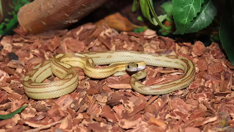 Blog: Das Terrarium stinkt: Unangenehme Gerüche vermeiden (6819)