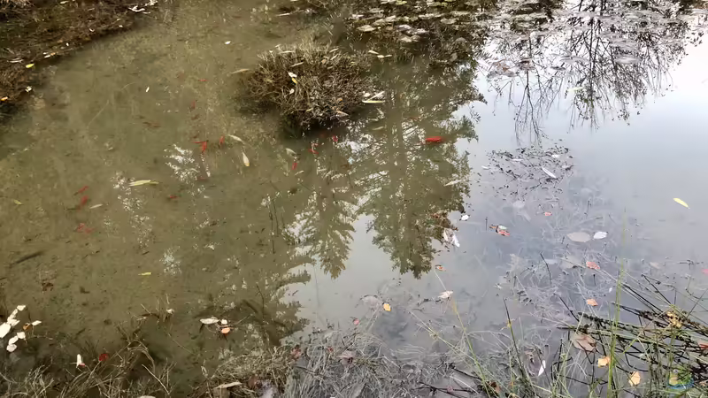 Blog: Das Verantwortungsbewusstsein der Aquarianer, Terrarianer und Teich-Besitzer unserer Natur gegenüber (5445)