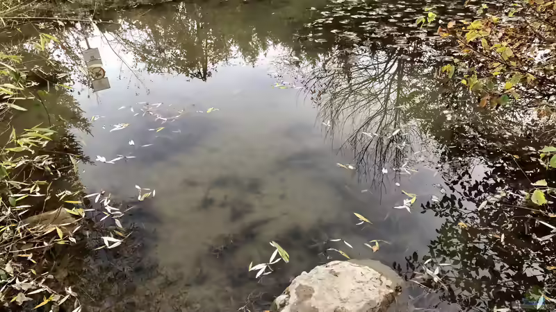 Blog: Das Verantwortungsbewusstsein der Aquarianer, Terrarianer und Teich-Besitzer unserer Natur gegenüber (5445)