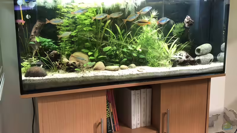 Blog: Das versteht man unter biologischem Gleichgewicht im Aquarium (7182)