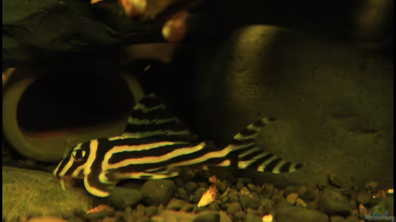 Blog: Das Zebra unter den Welsen der L 46 ! (4199)