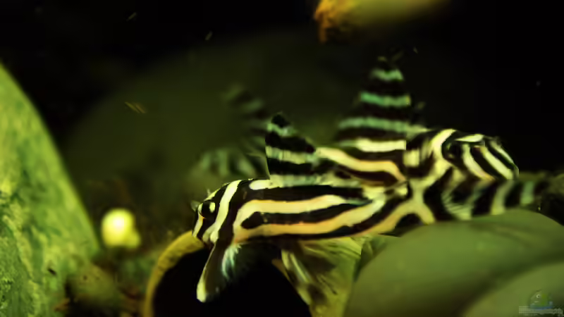 Blog: Das Zebra unter den Welsen der L 46 ! (4199)