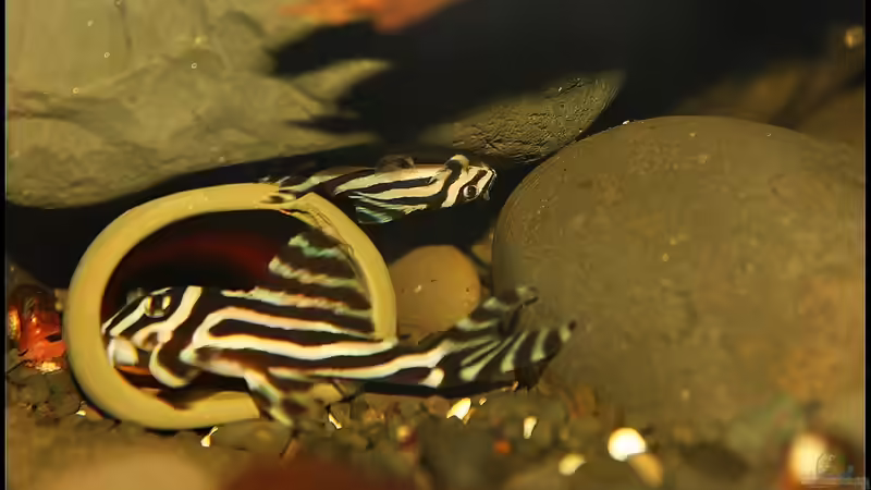 Blog: Das Zebra unter den Welsen der L 46 ! (4199)