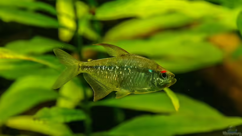 Blog: Dauerbrenner im Aquarium: Die Salmler (5663)