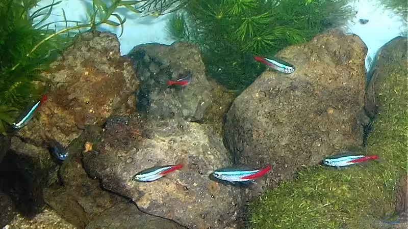 Blog: Dauerbrenner im Aquarium: Die Salmler (5663)