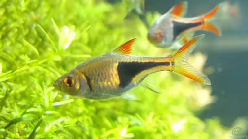 Blog: Dauerlaicher im Aquarium - Fortpflanzungsstrategie, Arten, Haltung und erfolgreiche Zucht (8013)