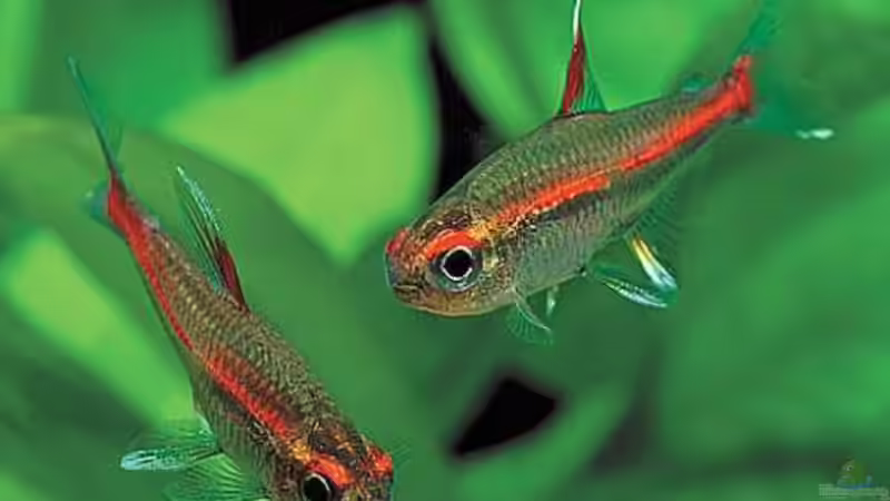 Blog: Dauerlaicher im Aquarium - Fortpflanzungsstrategie, Arten, Haltung und erfolgreiche Zucht (8013)
