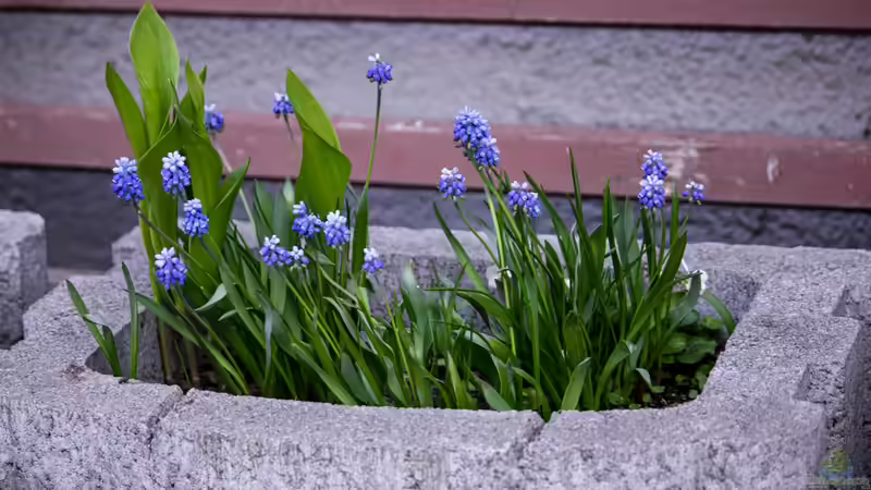 Blog: Deko aus Beton im Garten: Kreative Ideen, langlebige Gestaltung und zeitlose Ästhetik (7911)