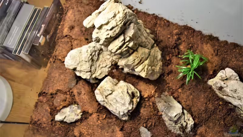 Blog: Dekorationselemente: DIY im Terrarium (7663)