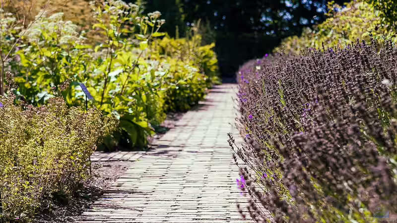 Blog: Den Garten aufwerten: Randbepflanzung von Wegen (6782)