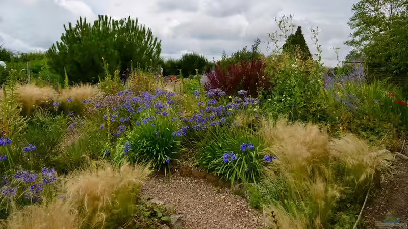 Blog: Den Garten hitzeresilient gestalten: So können Gartenbesitzer handeln (7905)