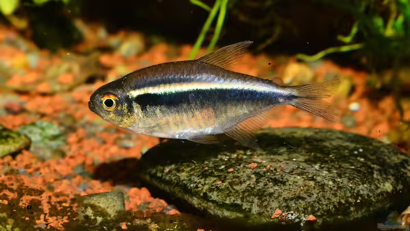 Blog: Der Aquarienkauf: Viele Möglichkeiten zum Geld sparen (6673)