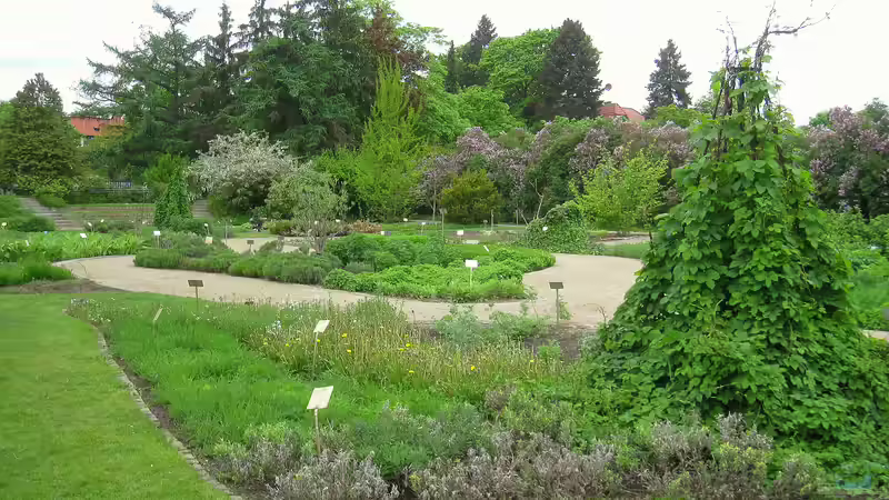 Blog: Der Botanische Garten Berlin: Ein Paradies in der Hauptstadt (7102)