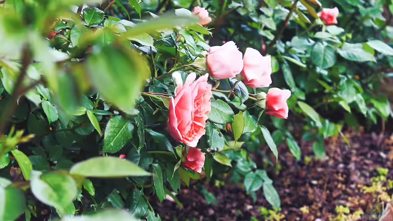 Blog: Der Duftgarten - Ein sinnliches Gartenkonzept für alle Jahreszeiten (7912)