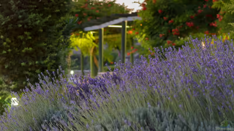 Blog: Der Duftgarten - Ein sinnliches Gartenkonzept für alle Jahreszeiten (7912)