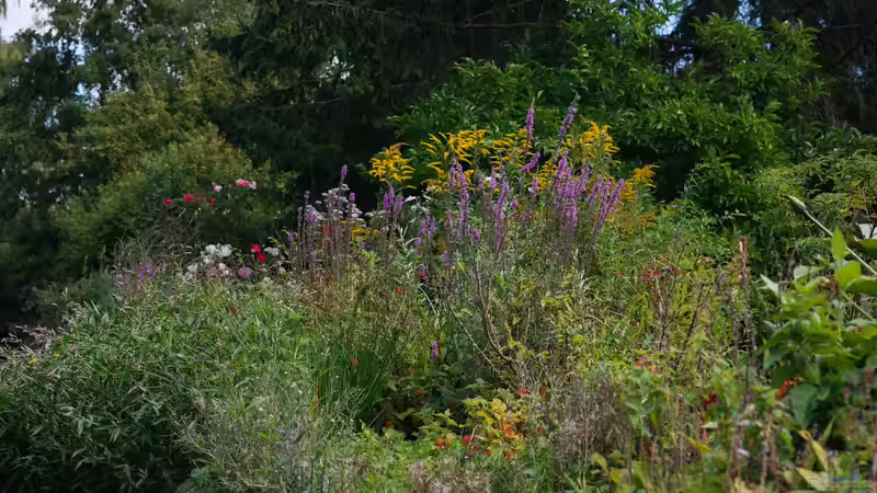 Blog: Der Duftgarten - Ein sinnliches Gartenkonzept für alle Jahreszeiten (7912)