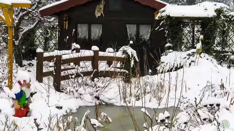 Blog: Der erste Schneefall am Gartenteich: Was jetzt zu tun ist (7415)
