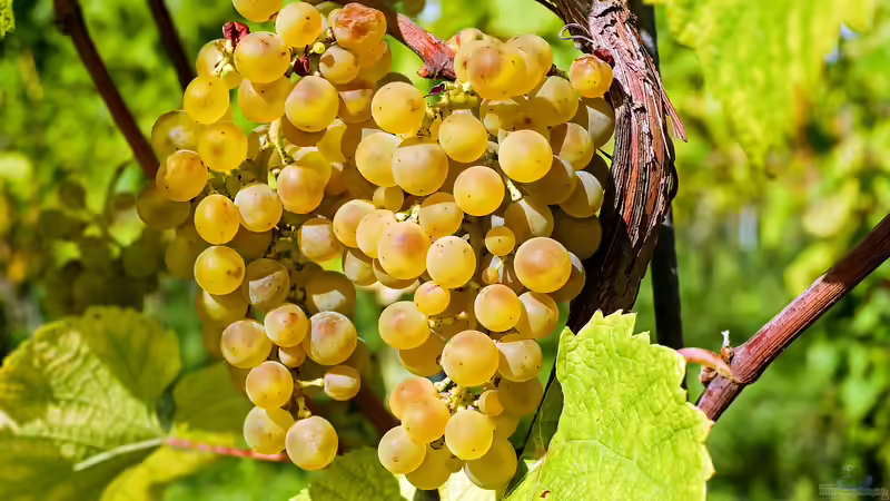 Blog: Der Gärtner als Winzer: Wein selbst anbauen (6783)