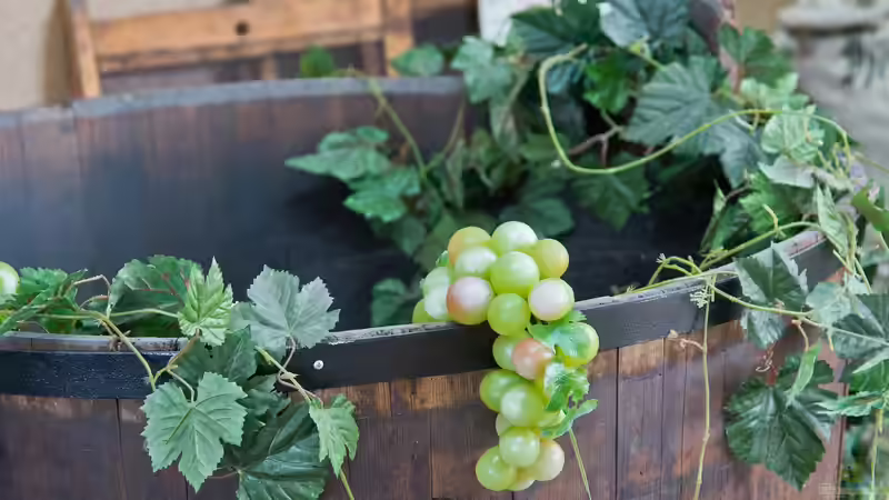 Blog: Der Gärtner als Winzer: Wein selbst anbauen (6783)