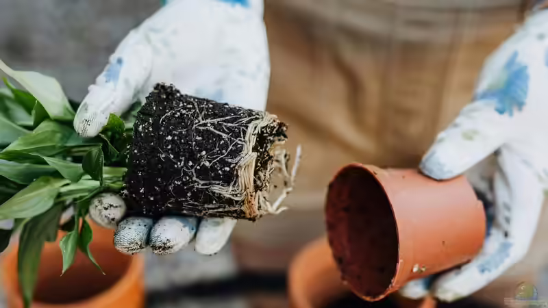 Blog: Der Garten als Hobby: Ein umfassender Blick auf Zahlen, Trends und Entwicklungen (6964)