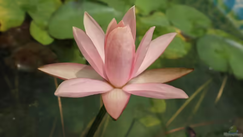 Blog: Der Garten als Meditations-Ort: Ein Rückzugsort für Körper und Seele (7591)