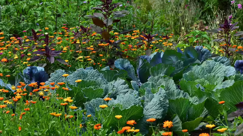 Blog: Der Gartenbauverein: Lohnt sich der Beitritt für Hobbygärtner? (6508)