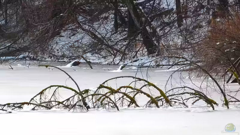 Blog: Der Hochwinter im Gartenteich – Was jetzt wichtig ist (6664)
