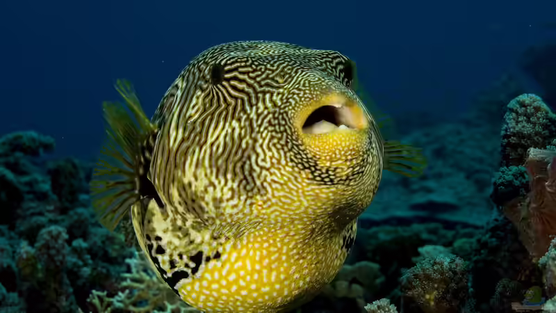 Blog: Der Indische Ozean: Seine Bedeutung für die Meerwasseraquaristik (7575)