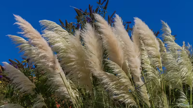 Blog: Der Japandi-Stil im Garten perfekt umgesetzt: So gelingt das Zusammenspiel von Japan und Skandinavien (6565)