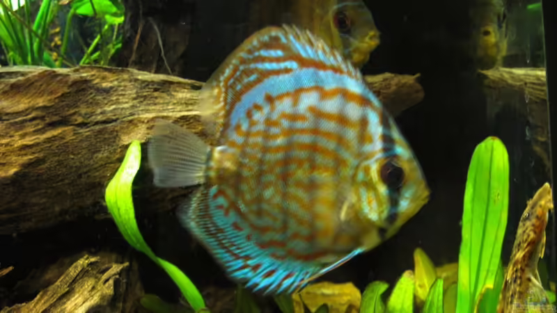 Blog: Der König unter den Königen - Der Symphysodon aequifasciatus / Diskusfisch (3024)