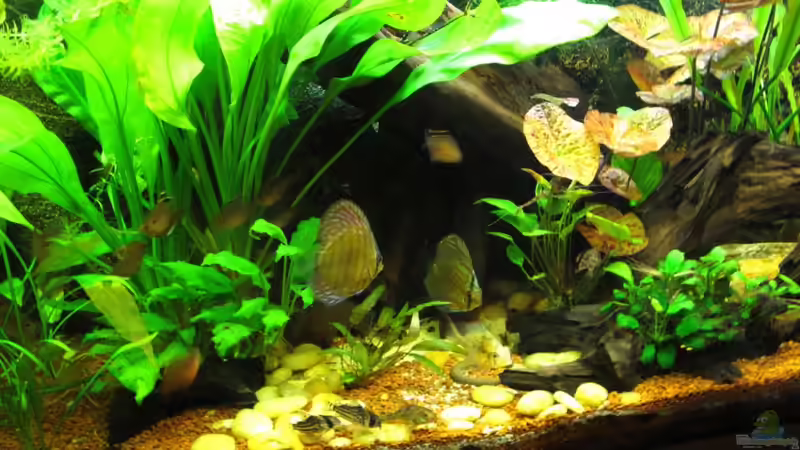 Blog: Der König unter den Königen - Der Symphysodon aequifasciatus / Diskusfisch (3024)