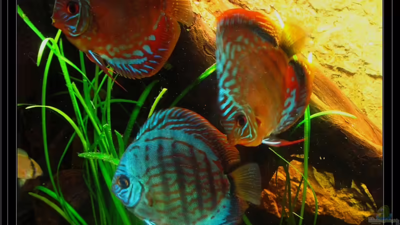 Blog: Der König unter den Königen - Der Symphysodon aequifasciatus / Diskusfisch (3024)