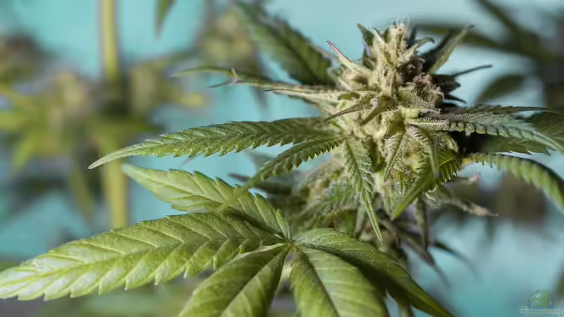 Blog: Der legale Anbau von Cannabis in Deutschland (6962)