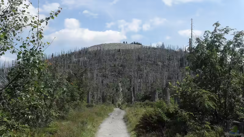 Blog: Der Nationalpark Bayerischer Wald - Ein Paradies für Naturfreunde und Abenteurer (7364)