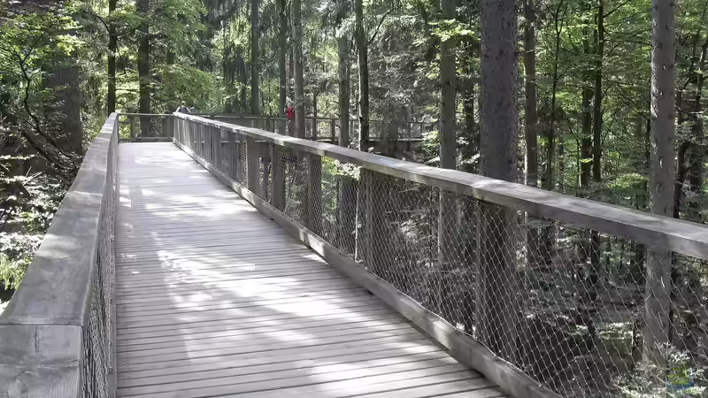 Blog: Der Nationalpark Bayerischer Wald - Ein Paradies für Naturfreunde und Abenteurer (7364)
