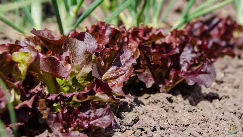 Blog: Der Nutzgarten: Alles, was Sie über den Anbau von Gemüse, Obst und Kräutern wissen müssen (7346)